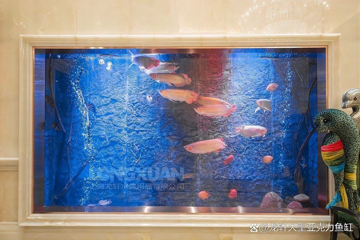 如何安裝金龍魚魚缸背景？（龍魚魚缸背景安裝步驟）