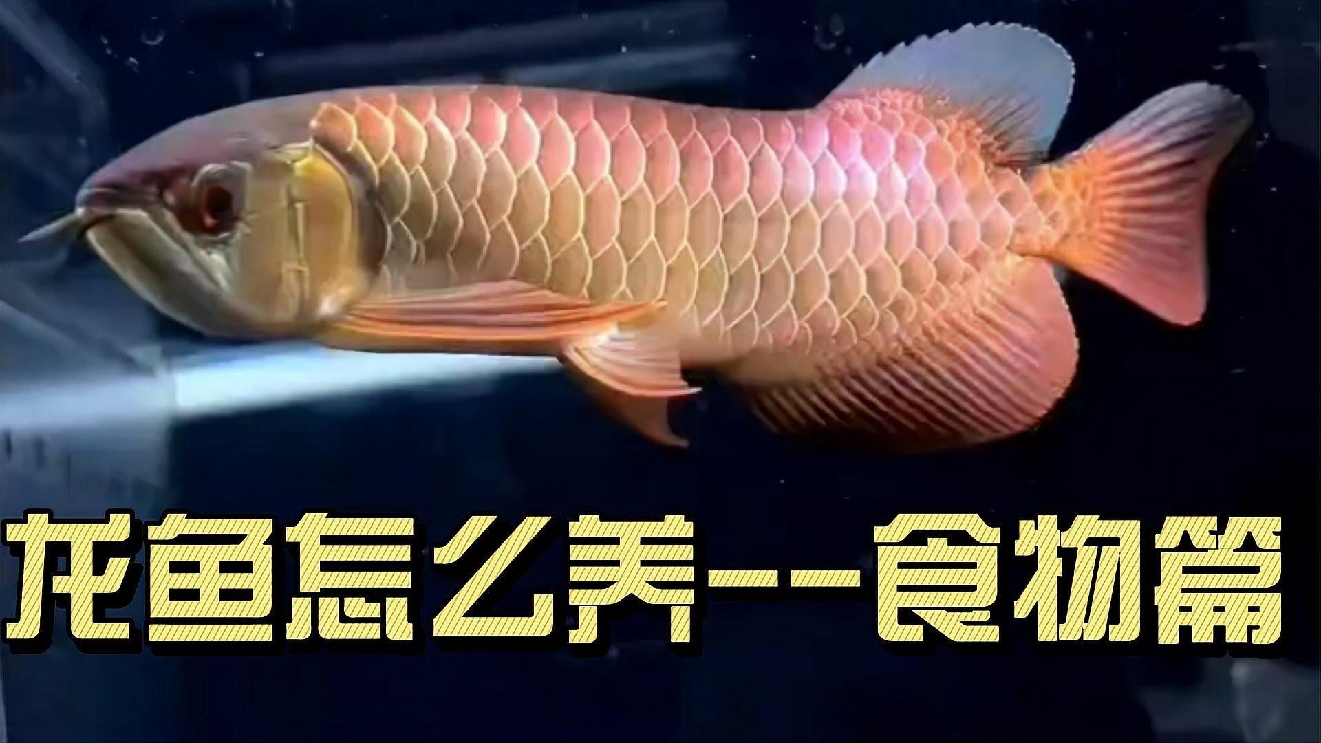 魚缸開缸換水視頻(魚缸換水教程視頻)（祥龍魚缸開缸換水視頻和魚缸換水視頻對應的相關信息）