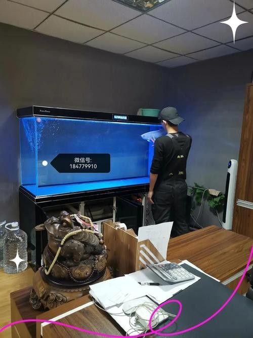 銀龍魚撞缸是什么原因造成的（為什么金龍魚老撞缸）（金龍魚在魚缸中頻繁撞擊缸壁或魚缸本身是由多種原因造成的）