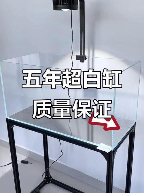 銀龍魚撞缸是什么原因造成的（為什么金龍魚老撞缸）（金龍魚在魚缸中頻繁撞擊缸壁或魚缸本身是由多種原因造成的）