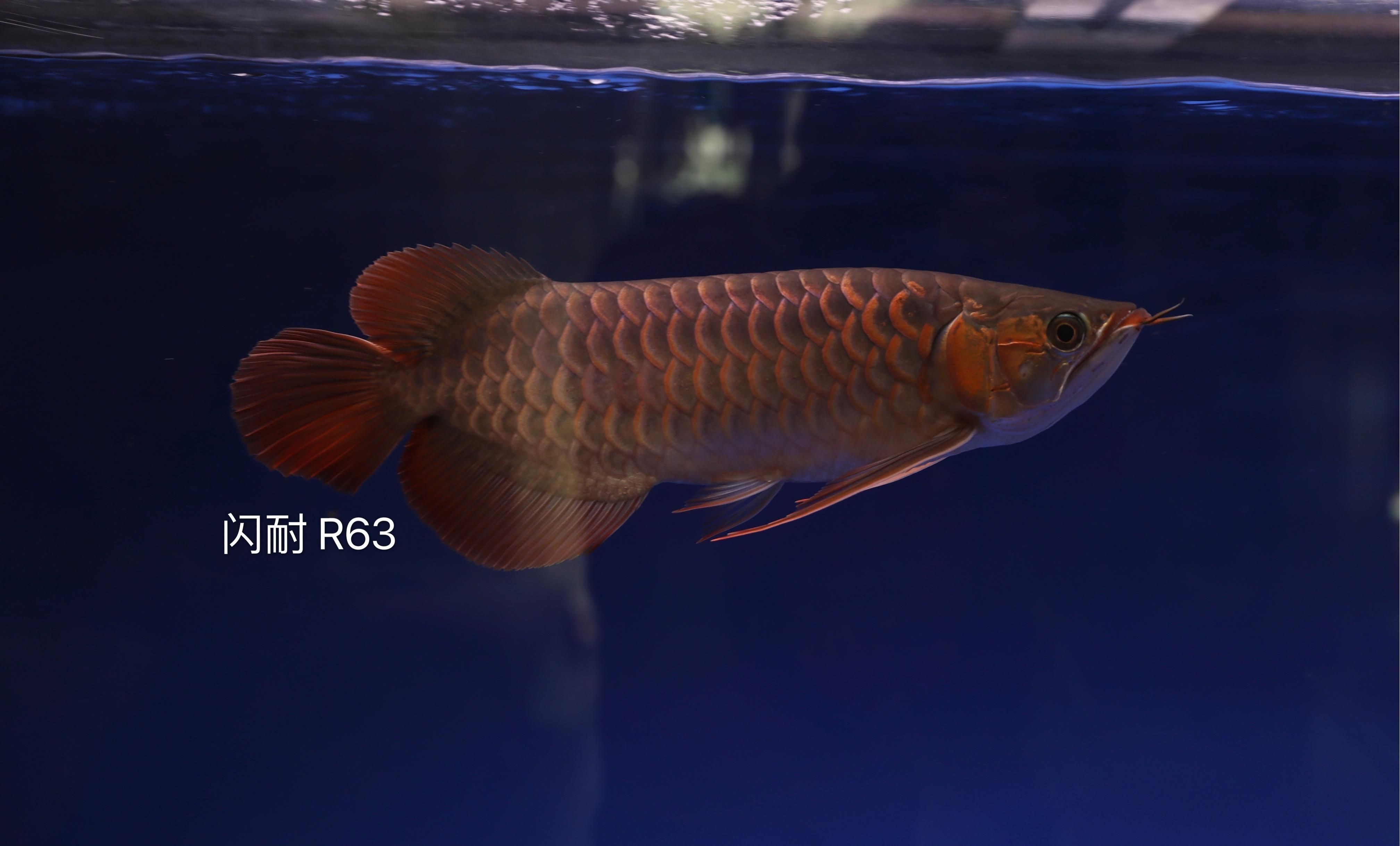 馬鞍山魚缸定制（鞍山魚缸制作）（馬鞍山水族館魚缸定制）