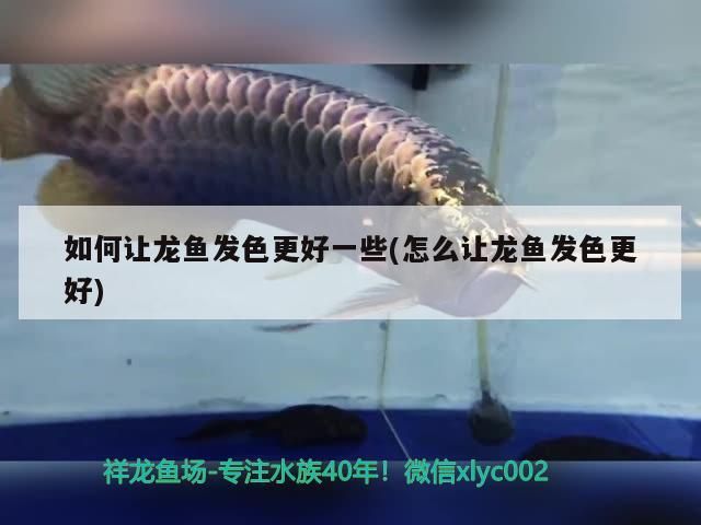 如何讓龍魚發色更好一些(怎么讓龍魚發色更好)（如何讓龍魚發色更好）