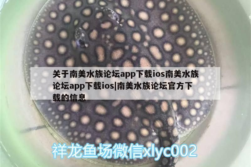 龍魚 關(guān)于南美水族論壇app下載ios南美水族論壇app下載ios|南美水族論壇官方下載的信息(ios南美水族論壇app下載) 觀賞魚百科 關(guān)于南美水族論壇app下載ios南美水族論壇app下載ios|南美水族論壇官方下載的信息(ios南美水族論壇app下載) 關(guān)于南美水族論壇app下載ios南美水族論壇app下載ios|南美水族論壇官方下載的信息(ios南美水族論壇app下載) 觀賞魚百科