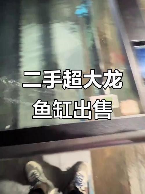 如何在淘寶上購買龍魚（在淘寶上購買龍魚需要注意什么？）