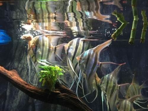 如何在淘寶上購買龍魚（在淘寶上購買龍魚需要注意什么？）