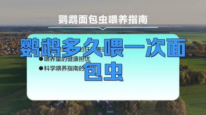 面包蟲多久喂一次火龍魚？（蟲多久喂一次火龍魚）