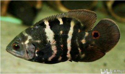 紅龍魚金龍魚銀龍魚的區別是什么：如何區分紅龍魚、金龍魚和銀龍魚的顏色特征？