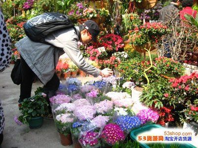 廣州賣金魚的批發市場：廣州賣金魚的批發市場及其相關信息及其相關信息