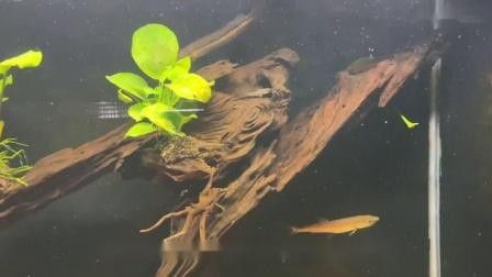 五峰金龍魚圖片及價格（五峰金龍魚的價格）