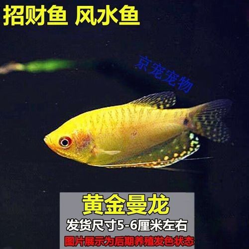 金曼龍魚的最佳混養(yǎng)伙伴有哪些（曼龍魚和什么魚混養(yǎng)）