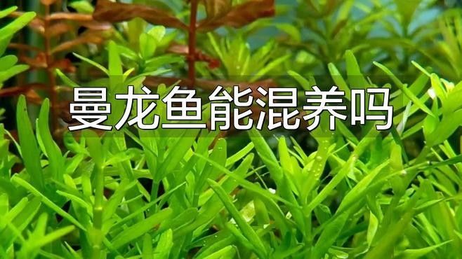 金曼龍魚的最佳混養(yǎng)伙伴有哪些（曼龍魚和什么魚混養(yǎng)）