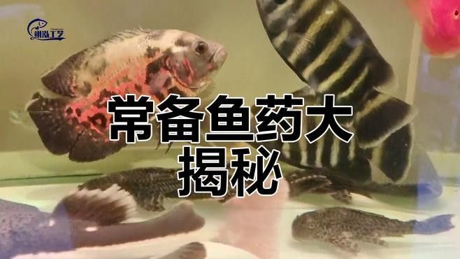 龍魚鱗黑如何治療最有效（龍魚鱗片發(fā)黑怎么辦）