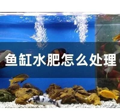 龍魚長期用純凈水會死嗎？（長期使用純凈水飼養龍魚會導致死亡嗎）