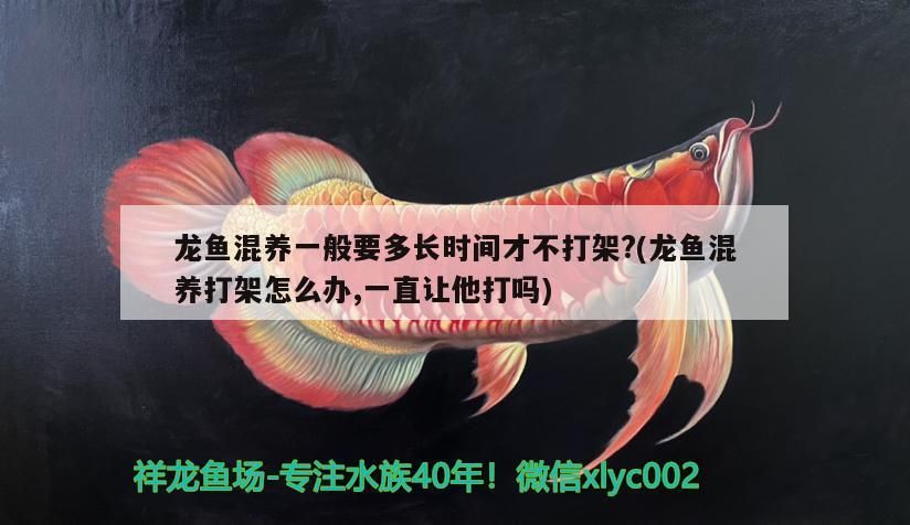 龍魚混養一般要多長時間才不打架?(龍魚混養打架怎么辦,一直讓他打嗎)