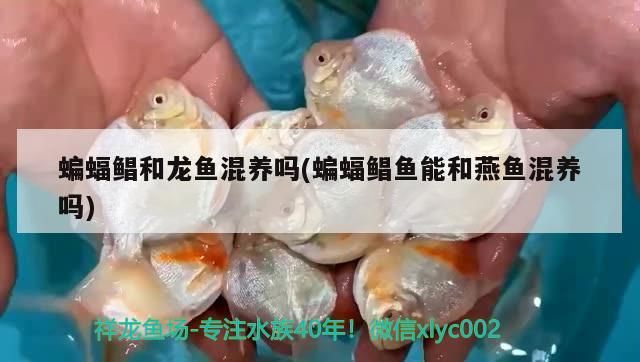 蝙蝠鯧和龍魚混養嗎(蝙蝠鯧魚能和燕魚混養嗎)（蝙蝠鯧和龍魚混養嗎）