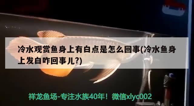 冷水觀賞魚身上有白點是怎么回事(冷水魚身上發白咋回事兒?)（冷水觀賞魚身上有白點是怎么回事，養魚老道可以告訴大家）