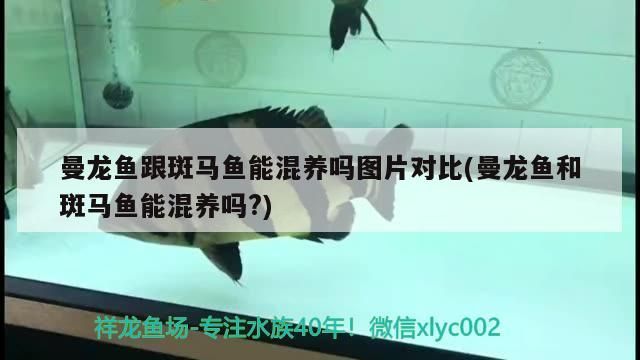 曼龍魚跟斑馬魚能混養(yǎng)嗎圖片對比(曼龍魚和斑馬魚能混養(yǎng)嗎?)（曼龍魚跟斑馬魚能混養(yǎng)嗎）