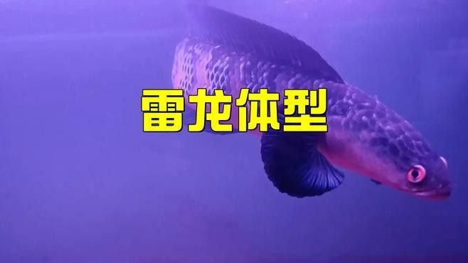 七彩雷龍魚可以長多大（(一)河北老王大型雷龍魚養(yǎng)殖小竅門）
