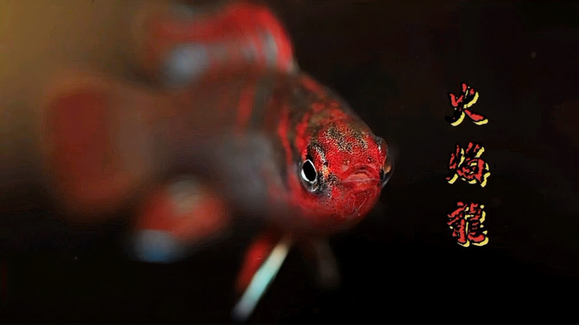 火焰變色龍魚能混養嗎？（哪些魚類適合與火焰變色龍混養？）