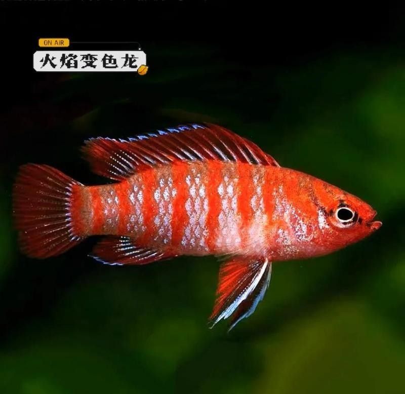火焰變色龍魚能混養嗎？（哪些魚類適合與火焰變色龍混養？）