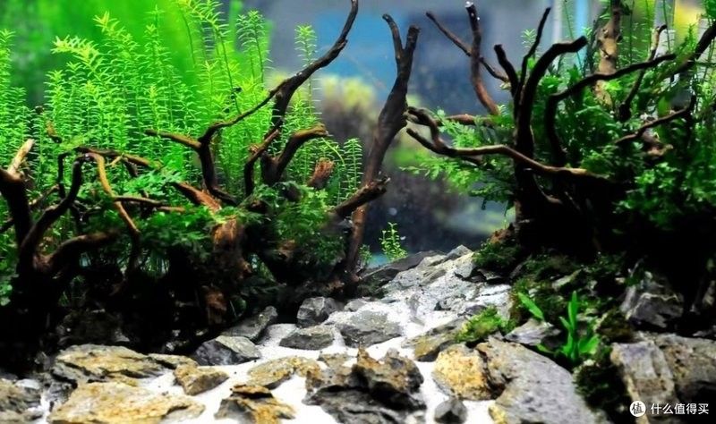 如何選擇適合龍魚缸的石頭（如何挑選適合龍魚缸的石頭）