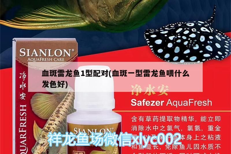血斑雷龍魚1型配對(血斑一型雷龍魚喂什么發色好)