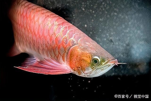 大花龍魚的養(yǎng)殖技術(shù)難度如何，大花龍魚養(yǎng)殖技術(shù)