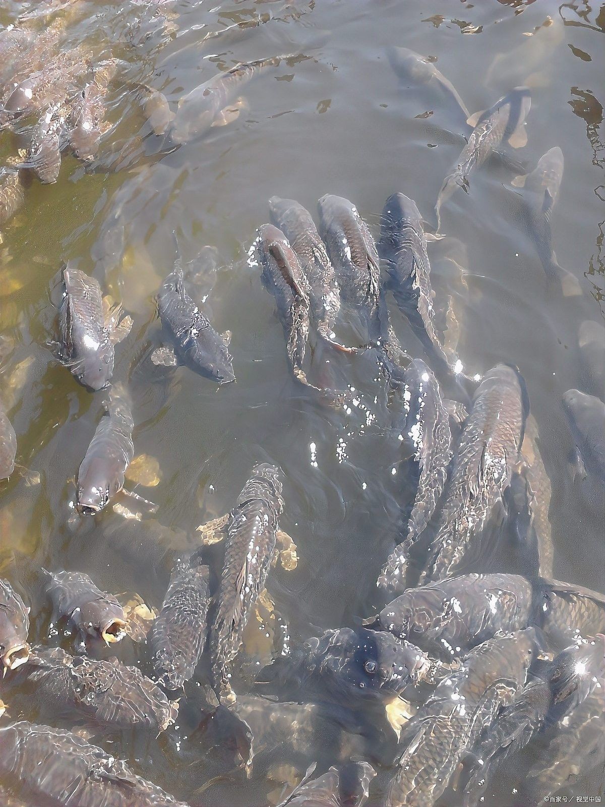 龍魚翹嘴寄生蟲會自愈嗎？（龍魚翹嘴寄生蟲會自愈嗎）
