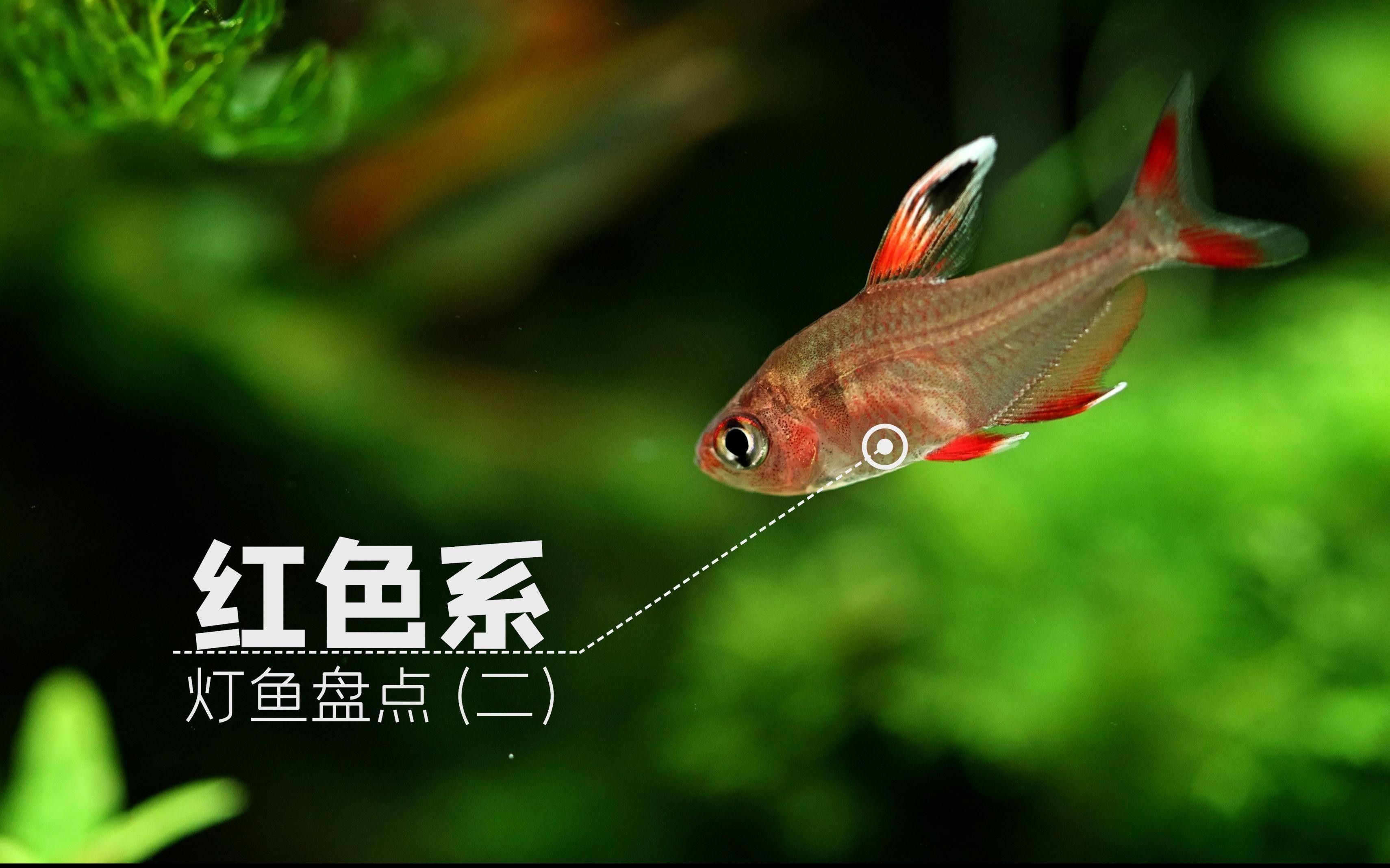有什么紅色的魚（30種紅色系孔雀魚大揭秘哪種最適合你30種紅色系孔雀魚大揭秘）