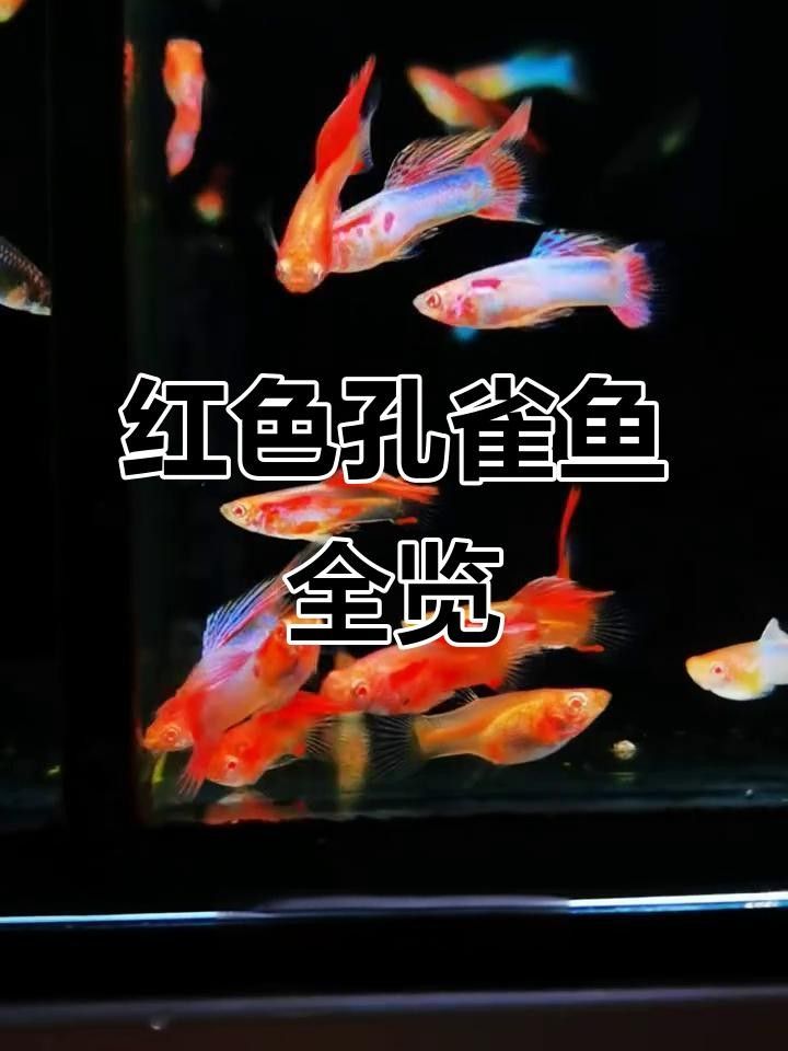 有什么紅色的魚（30種紅色系孔雀魚大揭秘哪種最適合你30種紅色系孔雀魚大揭秘）
