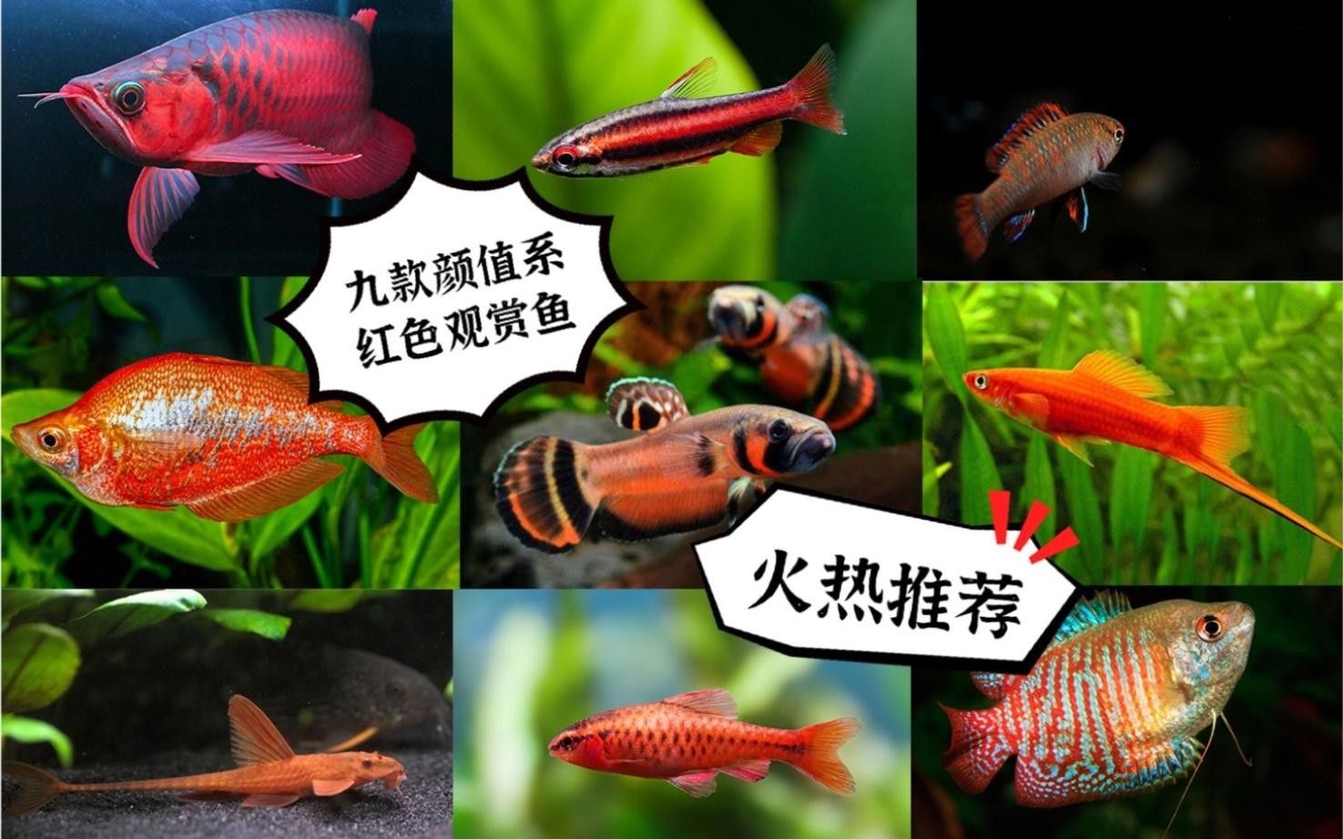 有什么紅色的魚（30種紅色系孔雀魚大揭秘哪種最適合你30種紅色系孔雀魚大揭秘）