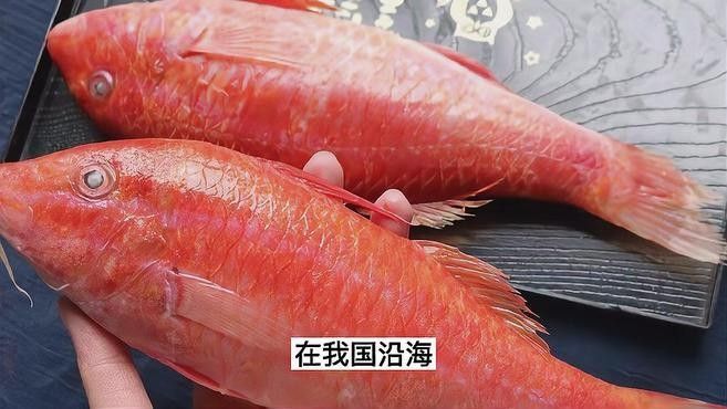有什么紅色的魚（30種紅色系孔雀魚大揭秘哪種最適合你30種紅色系孔雀魚大揭秘）