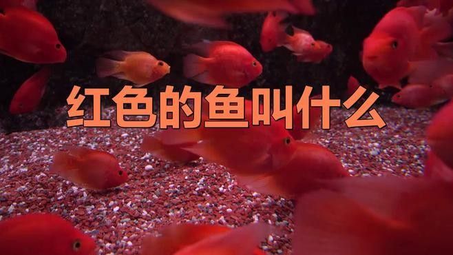 有什么紅色的魚（30種紅色系孔雀魚大揭秘哪種最適合你30種紅色系孔雀魚大揭秘）