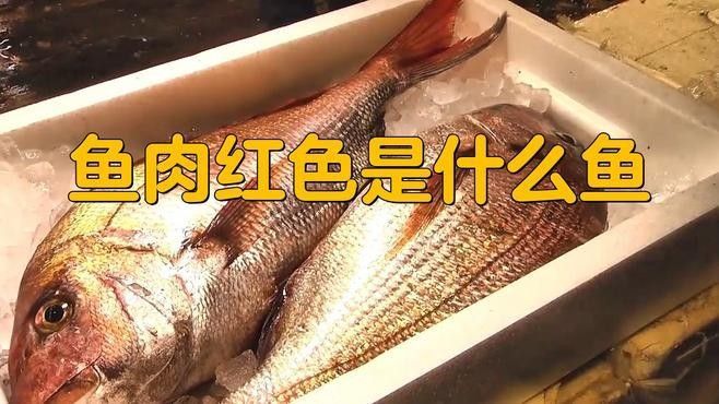 有什么紅色的魚（30種紅色系孔雀魚大揭秘哪種最適合你30種紅色系孔雀魚大揭秘）