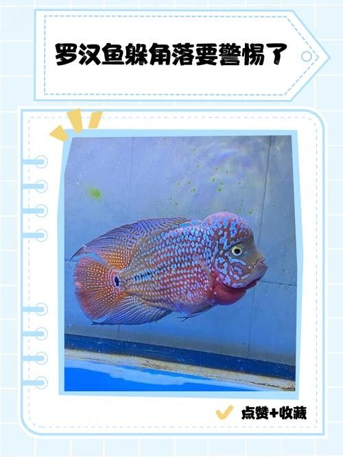 羅漢魚攻擊性強怎么辦？（如何應對羅漢魚的攻擊性行為）
