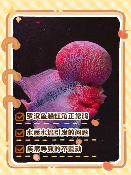 羅漢魚攻擊性強怎么辦？（如何應對羅漢魚的攻擊性行為）