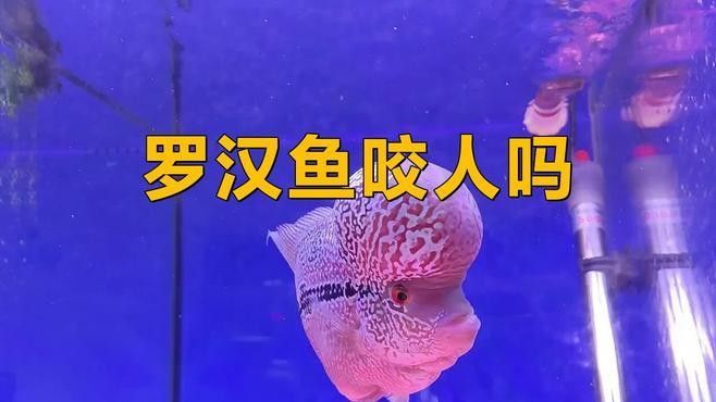 羅漢魚攻擊性強怎么辦？（如何應對羅漢魚的攻擊性行為）