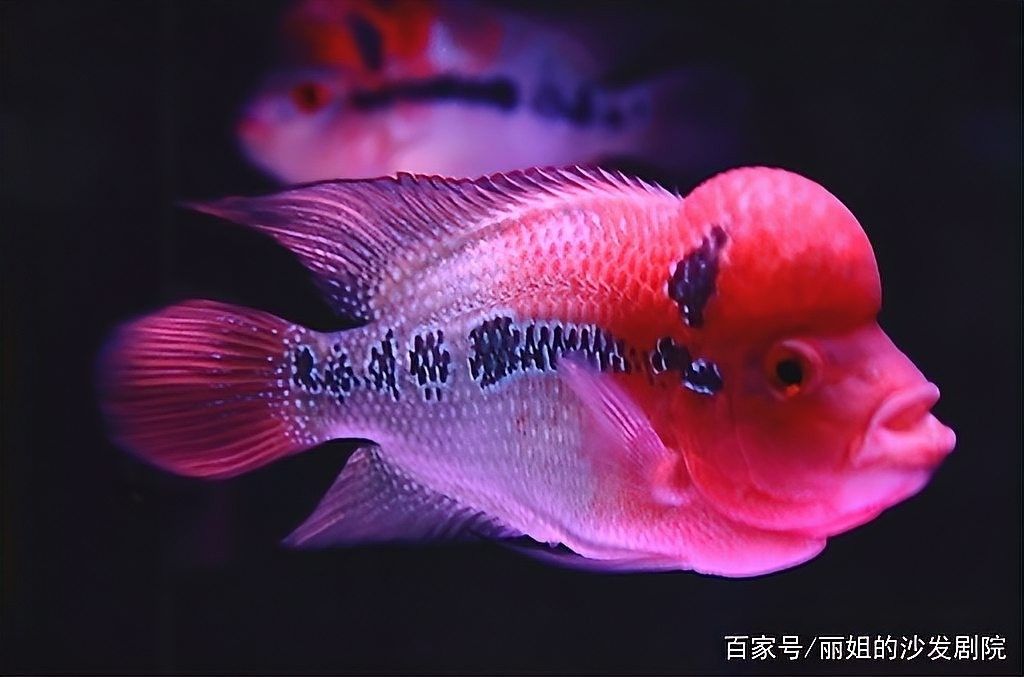 羅漢魚攻擊性強怎么辦？（如何應對羅漢魚的攻擊性行為）