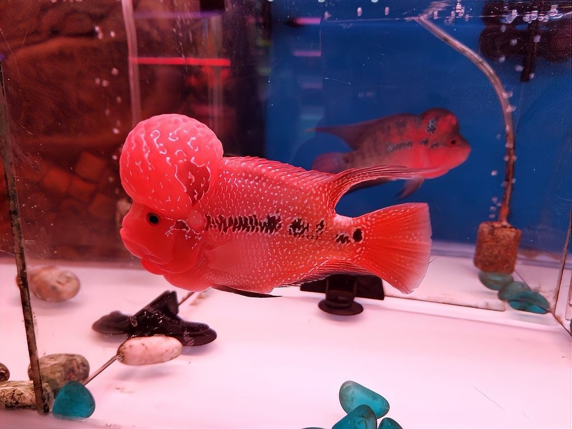羅漢魚攻擊性強怎么辦？（如何應對羅漢魚的攻擊性行為）