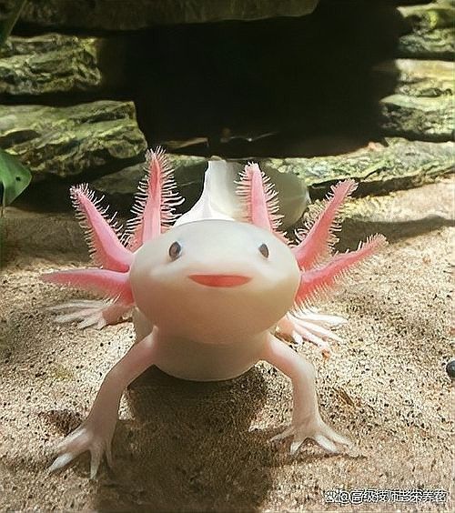 恐龍魚多久換一次水？（恐龍魚多久換一次水最好）