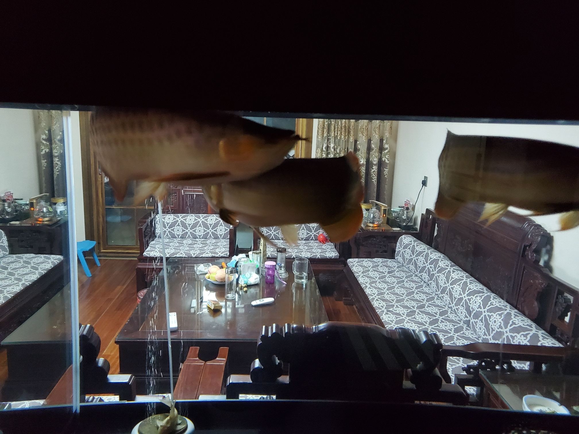 沒有開燈龍魚是不是開始發色（探究龍魚發色現象與環境因素的關系）