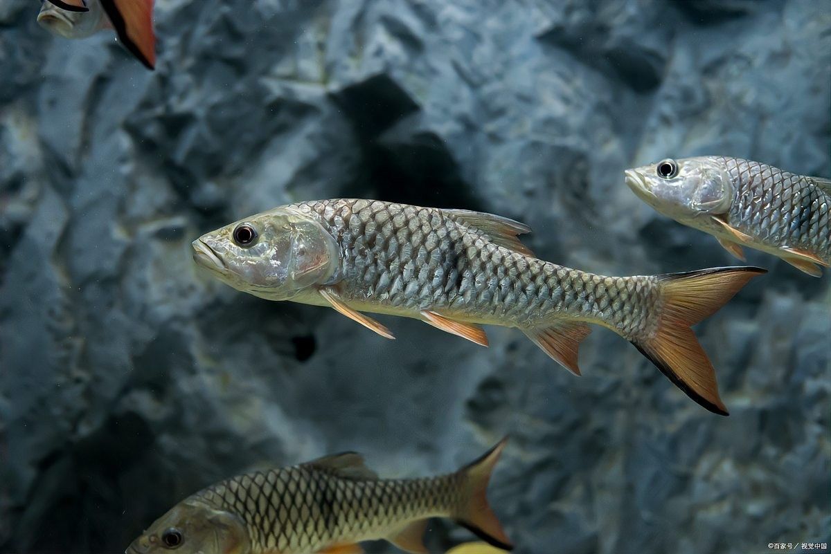 龍魚充血治療期間需要加溫嗎