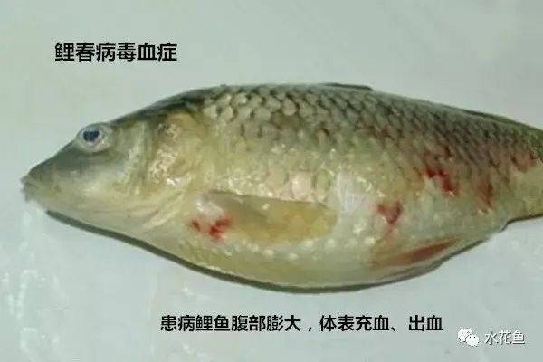龍魚病毒性感染癥狀