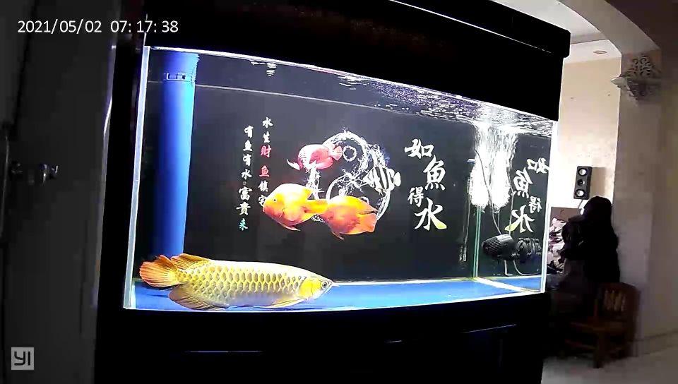 龍魚趴缸終于恢復了（河州魚友：龍魚趴缸終于恢復了，經過一段時間的觀察和調整）