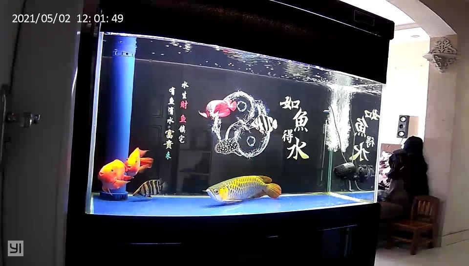 龍魚趴缸終于恢復了（河州魚友：龍魚趴缸終于恢復了，經過一段時間的觀察和調整）