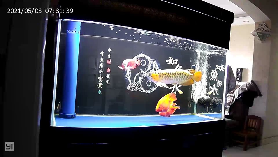 龍魚趴缸終于恢復了（河州魚友：龍魚趴缸終于恢復了，經過一段時間的觀察和調整）