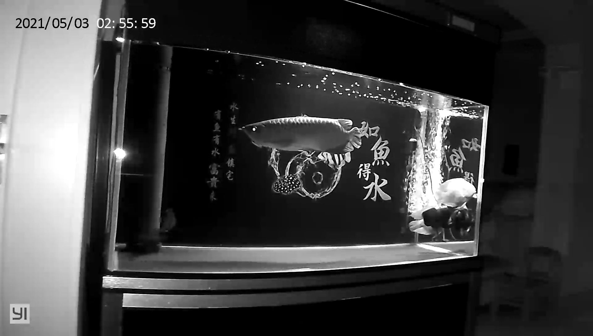 龍魚趴缸終于恢復了（河州魚友：龍魚趴缸終于恢復了，經過一段時間的觀察和調整）