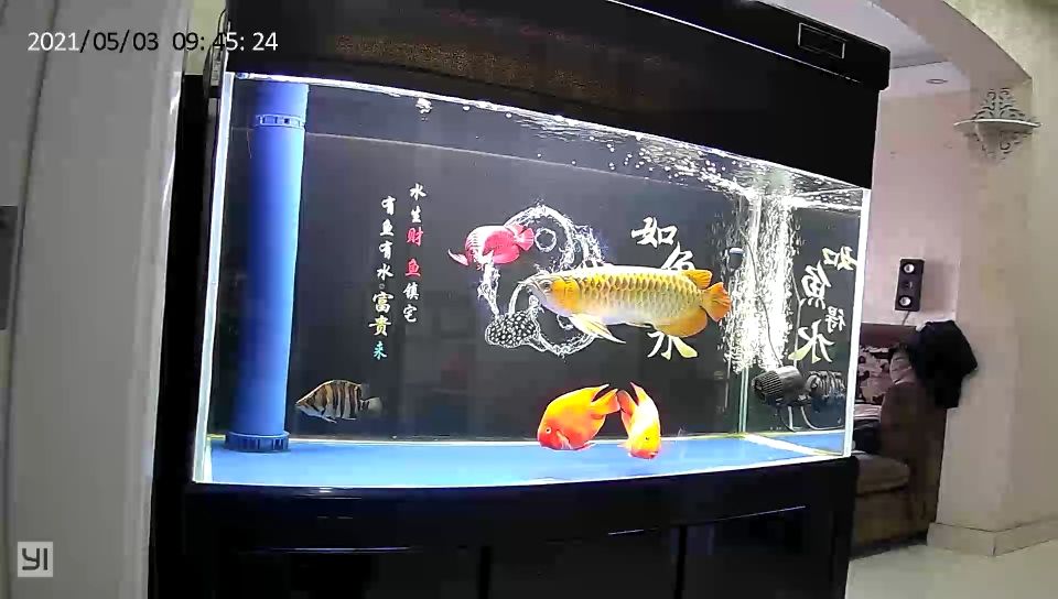 龍魚趴缸終于恢復了（河州魚友：龍魚趴缸終于恢復了，經過一段時間的觀察和調整）