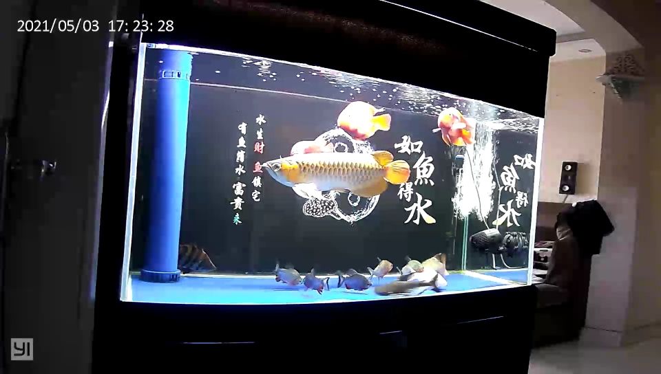 龍魚趴缸終于恢復了（河州魚友：龍魚趴缸終于恢復了，經過一段時間的觀察和調整）