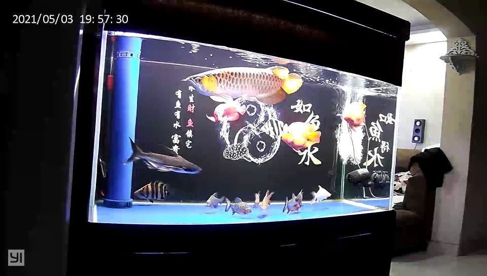 龍魚趴缸終于恢復了（河州魚友：龍魚趴缸終于恢復了，經過一段時間的觀察和調整）